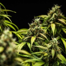 Cherry Pie Auto semi cannabis Royal Queen Seeds