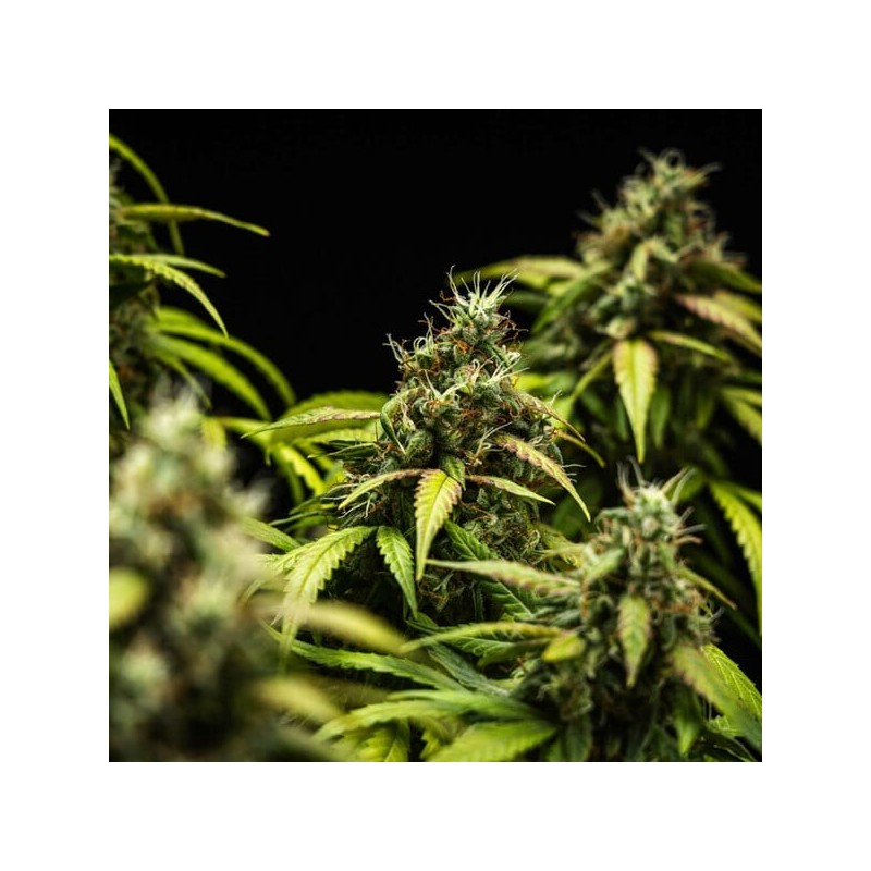 Cherry Pie Auto semi cannabis Royal Queen Seeds