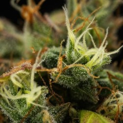 Cherry Pie Auto semi cannabis Royal Queen Seeds
