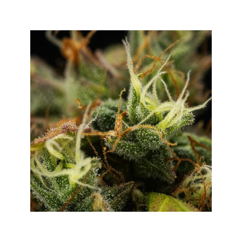 Cherry Pie Auto semi cannabis Royal Queen Seeds