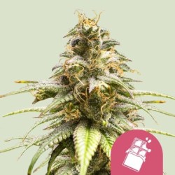 Chocolate Haze semi cannabis Royal Queen Seeds