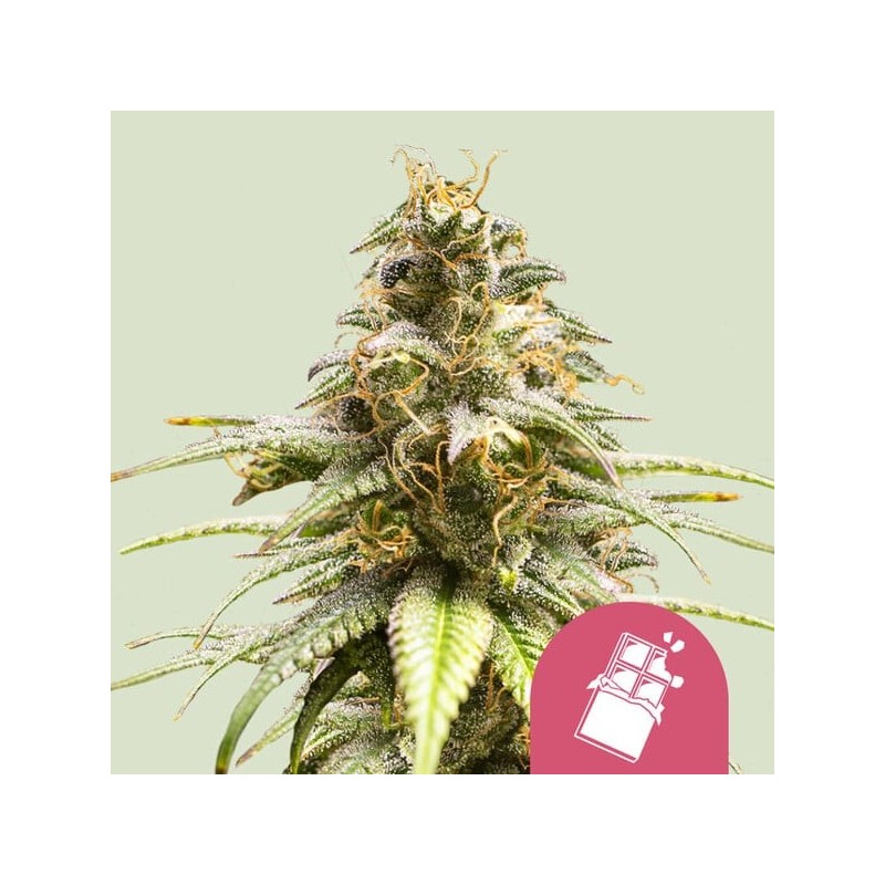 Chocolate Haze semi cannabis Royal Queen Seeds