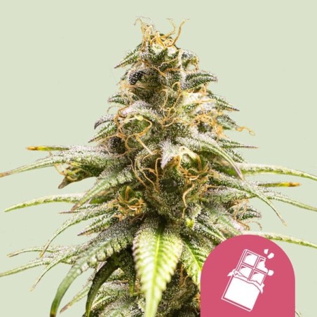Chocolate Haze semi cannabis Royal Queen Seeds
