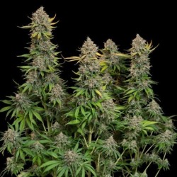 Chocolate Haze semi cannabis Royal Queen Seeds