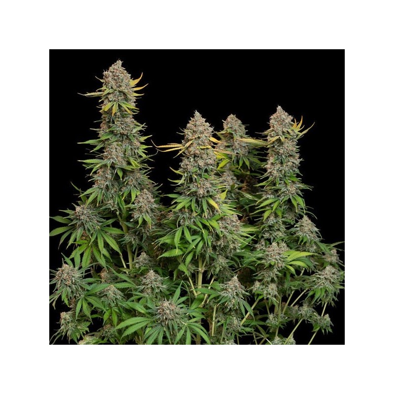 Chocolate Haze semi cannabis Royal Queen Seeds