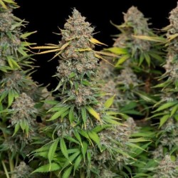 Chocolate Haze semi cannabis Royal Queen Seeds