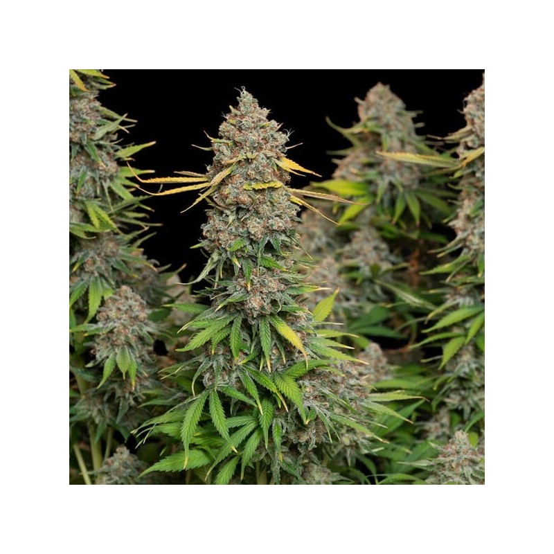 Chocolate Haze semi cannabis Royal Queen Seeds