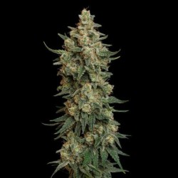 Chocolate Haze semi cannabis Royal Queen Seeds
