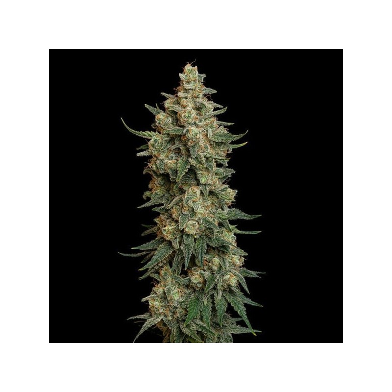 Chocolate Haze semi cannabis Royal Queen Seeds