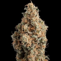 Chocolate Haze semi cannabis Royal Queen Seeds