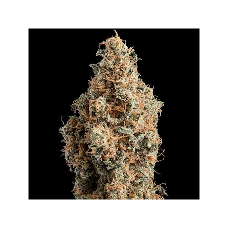 Chocolate Haze semi cannabis Royal Queen Seeds