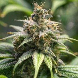Chocolate Haze semi cannabis Royal Queen Seeds