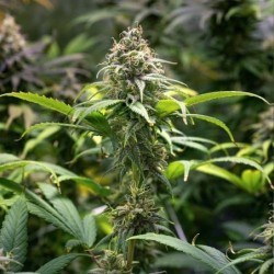 Chocolate Haze semi cannabis Royal Queen Seeds