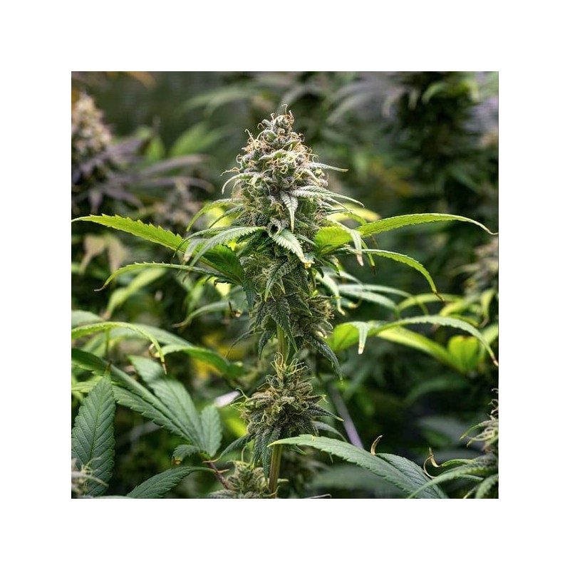 Chocolate Haze semi cannabis Royal Queen Seeds