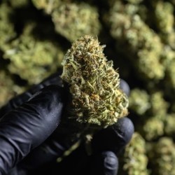 Chocolate Haze semi cannabis Royal Queen Seeds