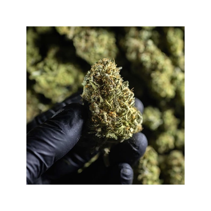 Chocolate Haze semi cannabis Royal Queen Seeds