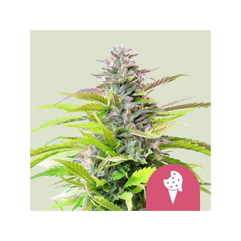 Cookies Gelato semi cannabis Royal Queen Seeds