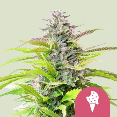 Cookies Gelato semi cannabis Royal Queen Seeds