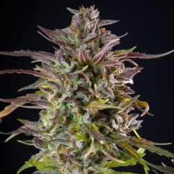 Cookies Gelato semi cannabis Royal Queen Seeds