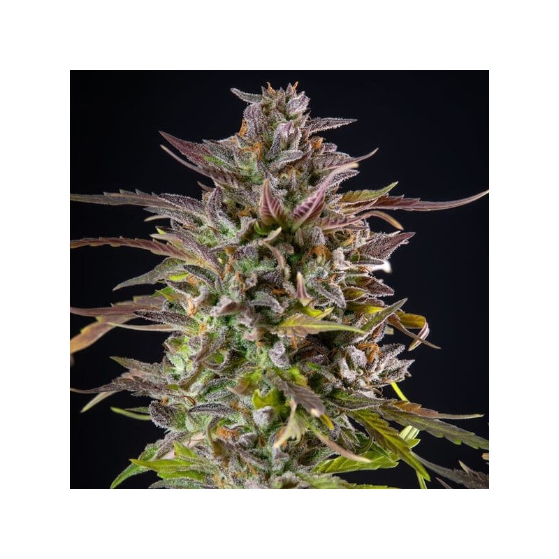 Cookies Gelato semi cannabis Royal Queen Seeds