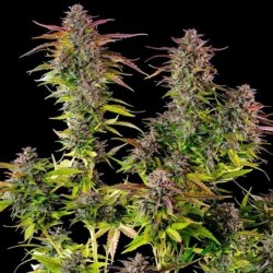 Cookies Gelato semi cannabis Royal Queen Seeds