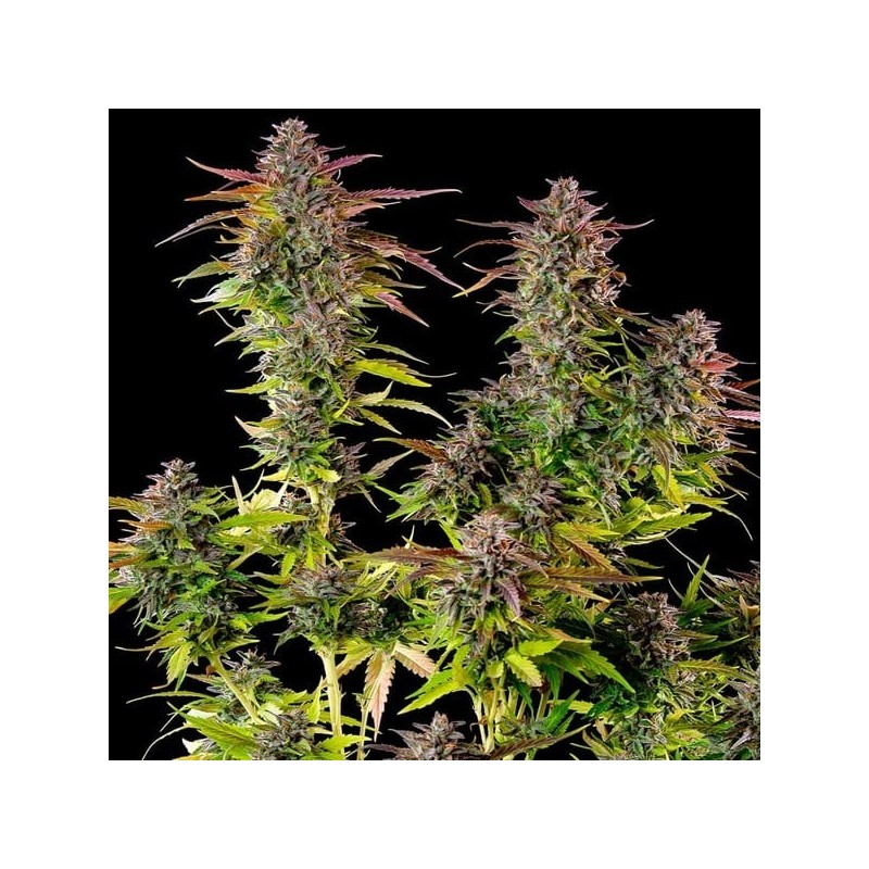 Cookies Gelato semi cannabis Royal Queen Seeds