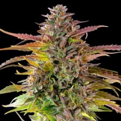 Cookies Gelato semi cannabis Royal Queen Seeds