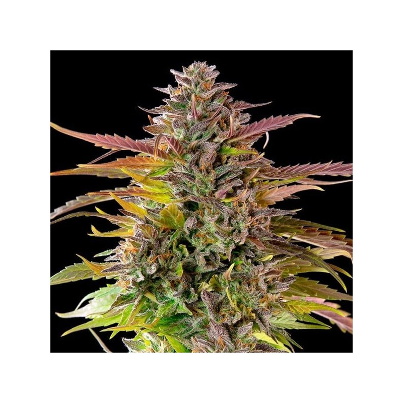 Cookies Gelato semi cannabis Royal Queen Seeds