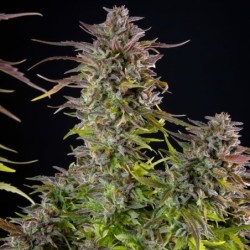 Cookies Gelato semi cannabis Royal Queen Seeds