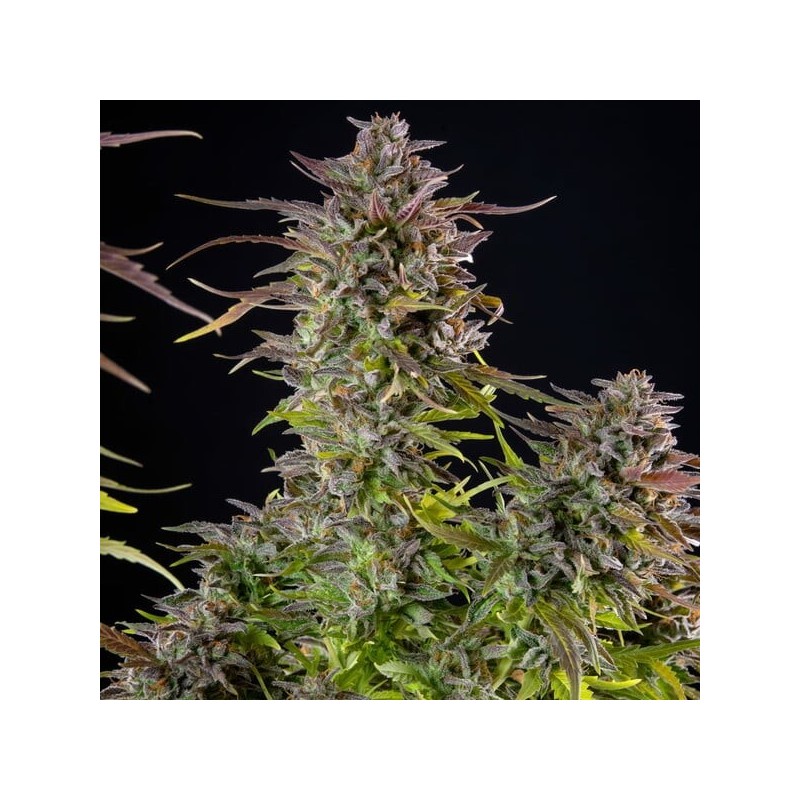 Cookies Gelato semi cannabis Royal Queen Seeds