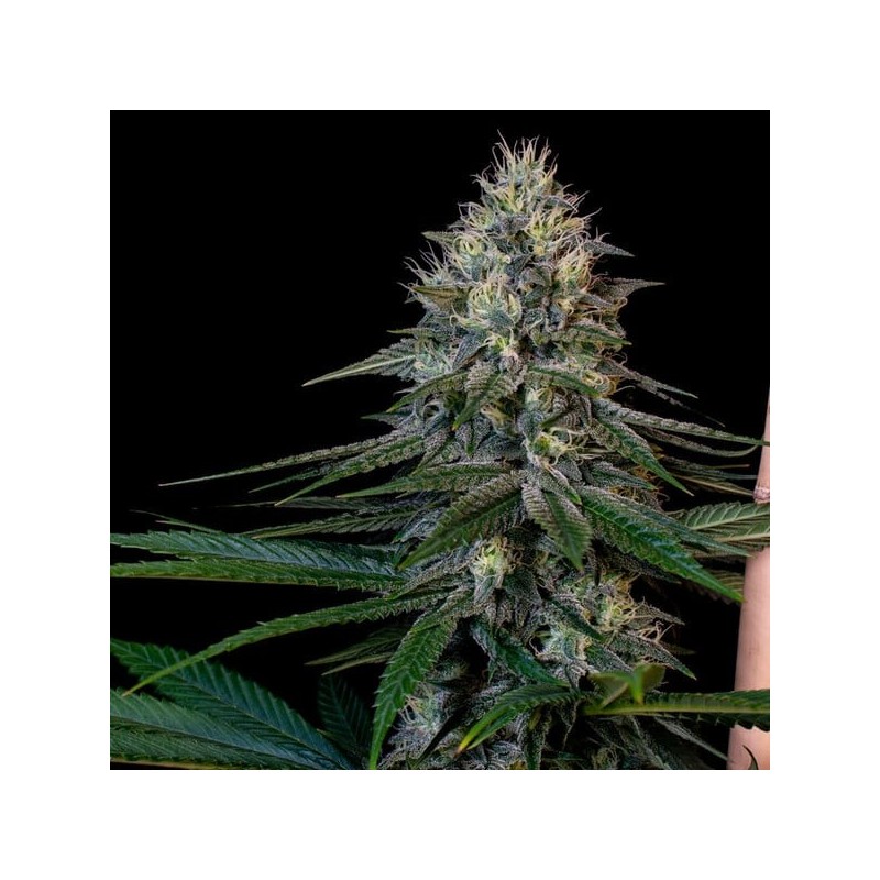 Cookies Gelato semi cannabis Royal Queen Seeds