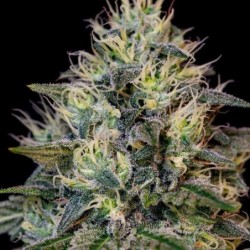 Cookies Gelato semi cannabis Royal Queen Seeds