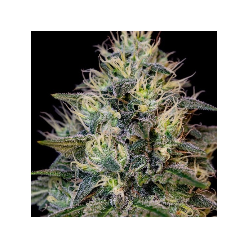 Cookies Gelato semi cannabis Royal Queen Seeds
