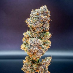 Cookies Gelato semi cannabis Royal Queen Seeds