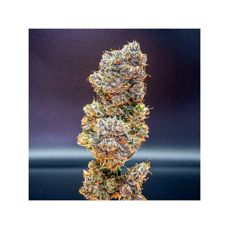 Cookies Gelato semi cannabis Royal Queen Seeds