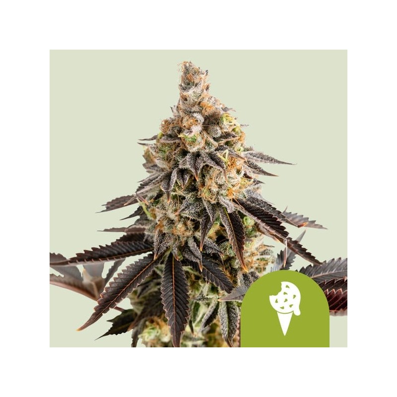 Cookies Gelato Auto semi cannabis Royal Queen Seeds