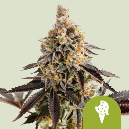 Cookies Gelato Auto semi cannabis Royal Queen Seeds