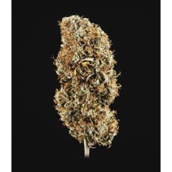 Cookies Gelato Auto semi cannabis Royal Queen Seeds