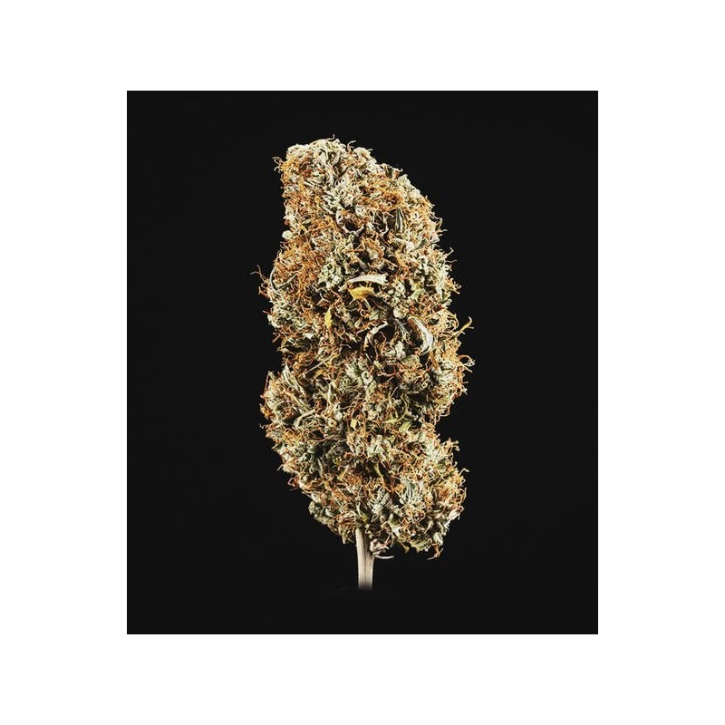 Cookies Gelato Auto semi cannabis Royal Queen Seeds