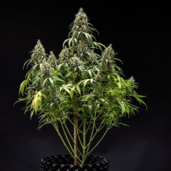 Cookies Gelato Auto semi cannabis Royal Queen Seeds