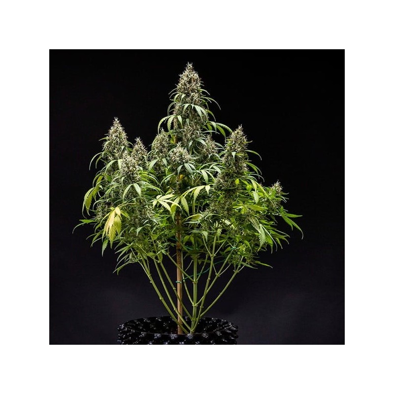 Cookies Gelato Auto semi cannabis Royal Queen Seeds