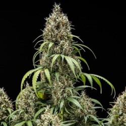Cookies Gelato Auto semi cannabis Royal Queen Seeds