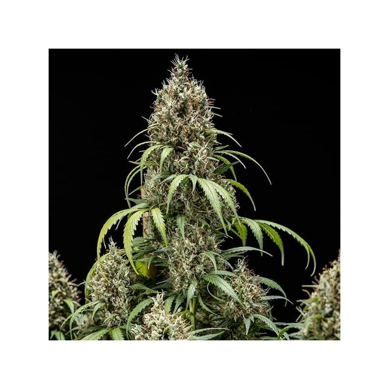 Cookies Gelato Auto semi cannabis Royal Queen Seeds