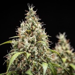 Cookies Gelato Auto semi cannabis Royal Queen Seeds