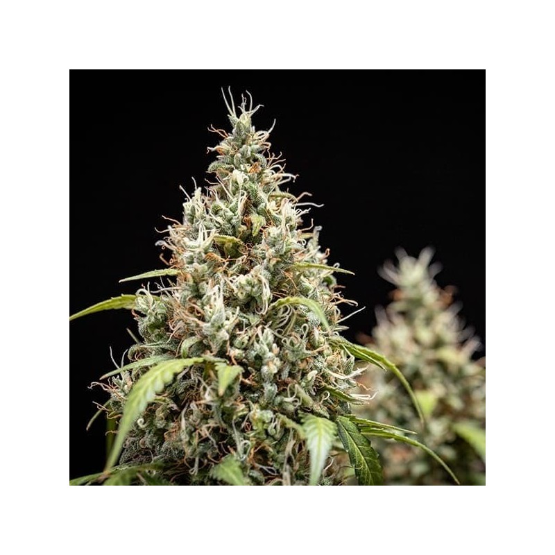 Cookies Gelato Auto semi cannabis Royal Queen Seeds