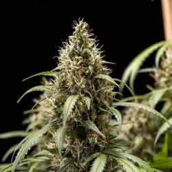 Cookies Gelato Auto semi cannabis Royal Queen Seeds