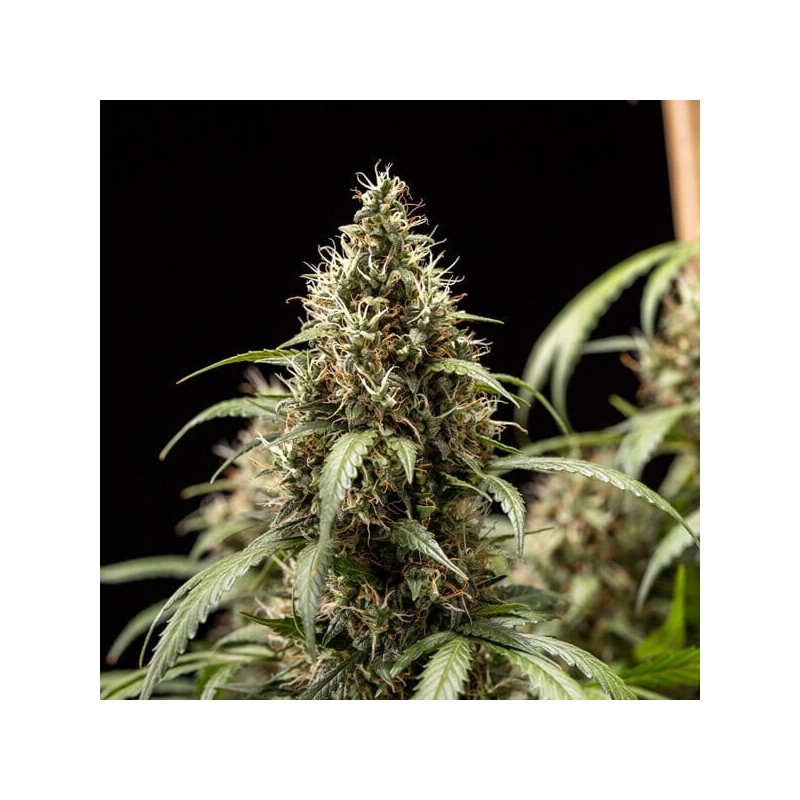 Cookies Gelato Auto semi cannabis Royal Queen Seeds