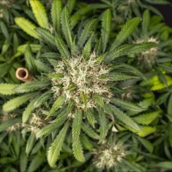 Cookies Gelato Auto semi cannabis Royal Queen Seeds