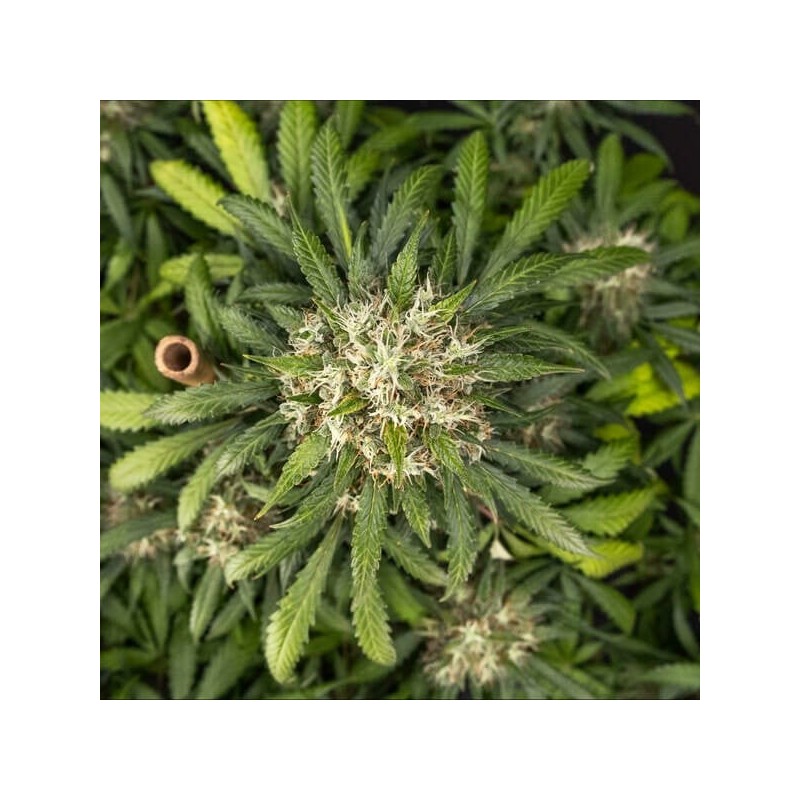 Cookies Gelato Auto semi cannabis Royal Queen Seeds