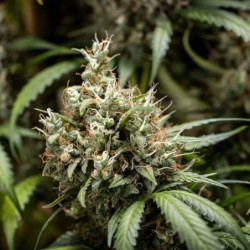 Cookies Gelato Auto semi cannabis Royal Queen Seeds